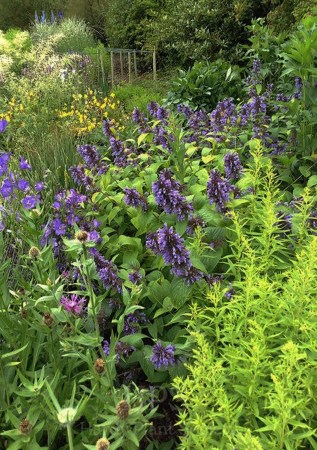 КОТОВНИК ( НЕПЕТА)  напівсидячий Washfield